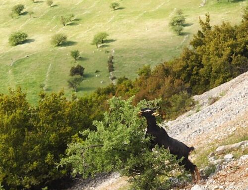 What happens to childhood when the Internet becomes a desert?